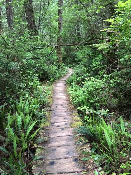 The boardwalk through the forest.