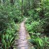 The boardwalk through the forest.