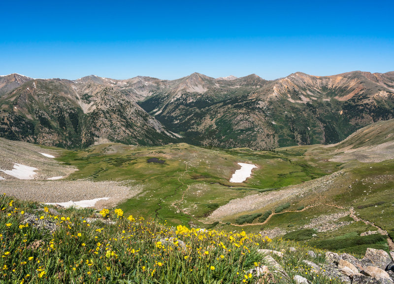 Virginia Peak, Winfield Peak, and Granite Mountain in the distance, looking back at the Huron Peak trail, wildflowers in full bloom.