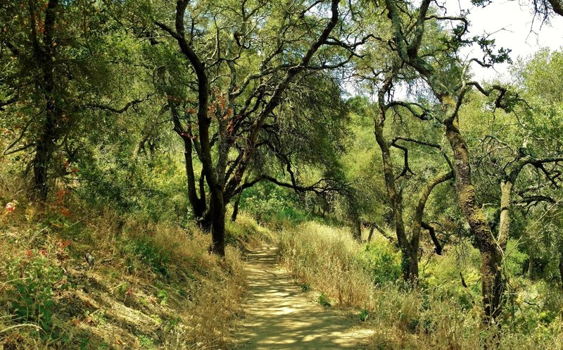 The sunlit woods along Chisnantuck Peak Trail on a summer day.