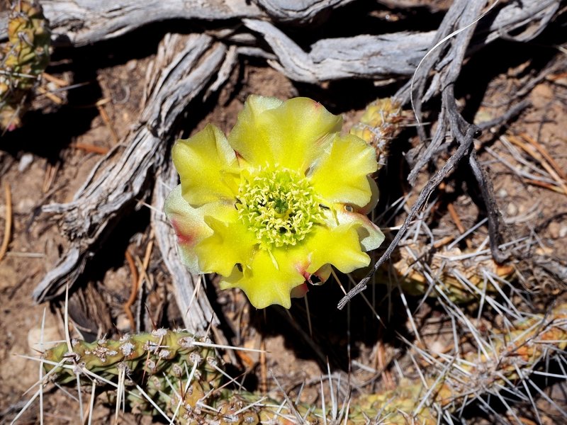 A desert flower along the trail