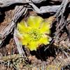 A desert flower along the trail