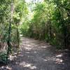 River Trail Loop through upland forest