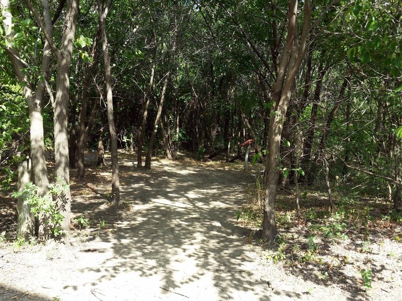 Entering the Thicket Loop Trail