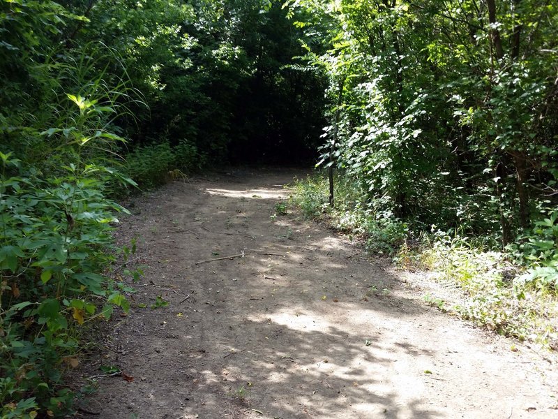 Around the back of the Pond Loop -- such easy trails!