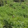 field of thick ferns along mint spring trail, mt lemmon