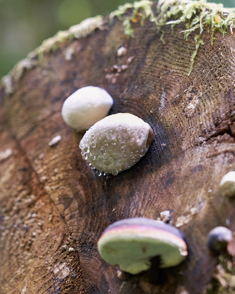 Even in the hot afternoon, a fungus with the right orientation enjoys some morning dew