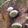 Even in the hot afternoon, a fungus with the right orientation enjoys some morning dew