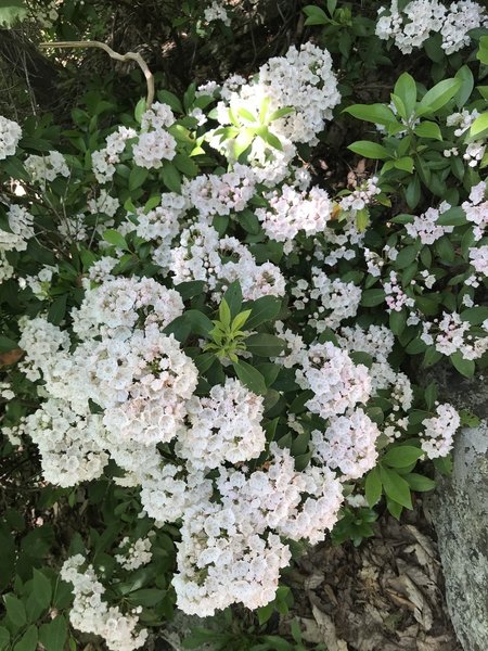 Mountain Laurel is EVERYWHERE on this trail. It's gorgeous!!