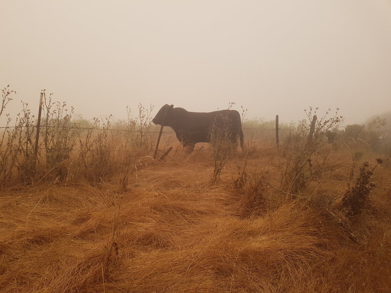 Cows on the Ridge