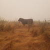 Cows on the Ridge