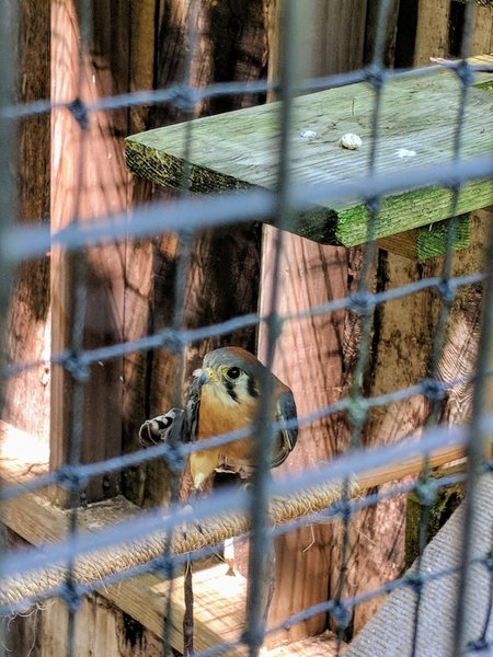 American kestrel