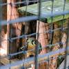 American kestrel