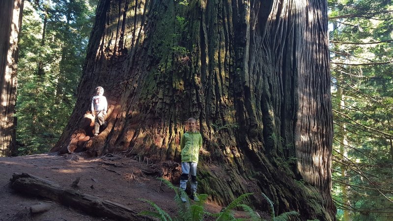 Boy Scout Tree.