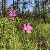 Some beautiful wildflowers along the yellow trail.