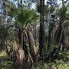 A group of very old palms