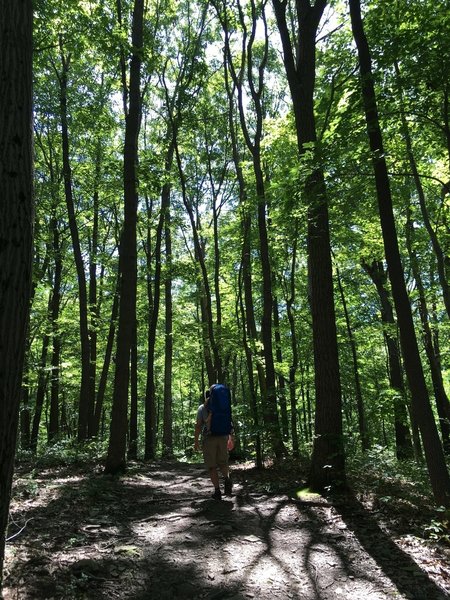 Roadside Trail, Coopers Rock National Forest, WV