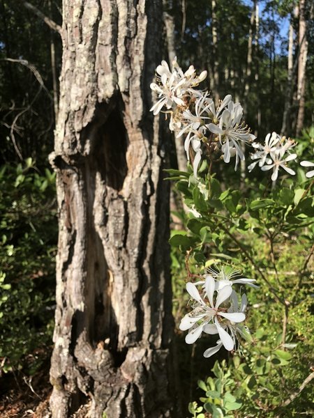 Beautiful white flowers along the trail