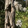 Beautiful white flowers along the trail