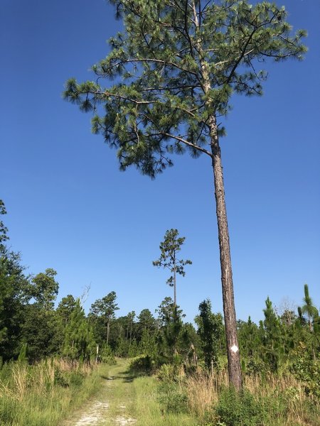 A sunny part of the trail