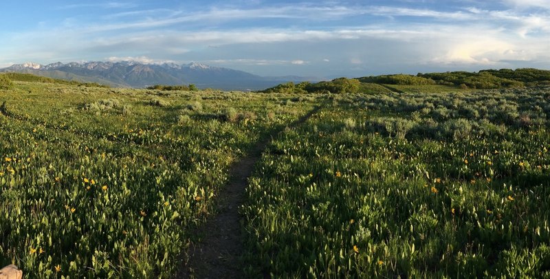 A singletrack paradise at the junction!