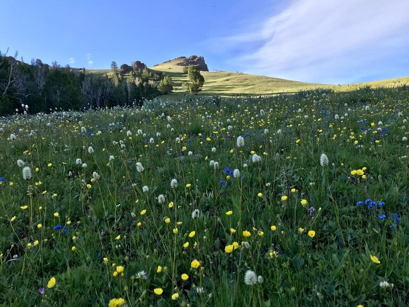 Early July, just before everything dries out in this high country is the perfect time to hit this trail. The hills are alive!