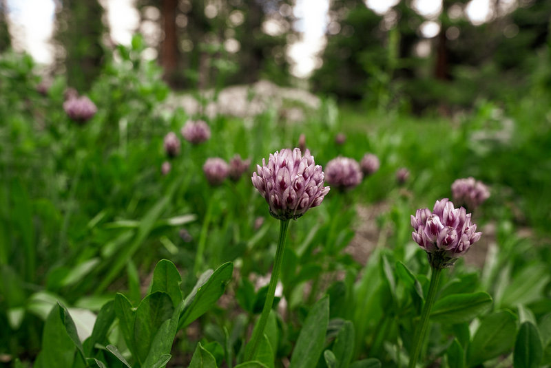 Flowers are scattered around the forest floor.