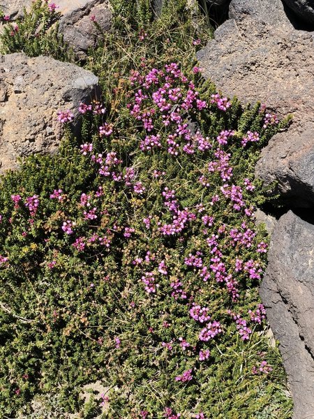 Wildflowers alongside the trail