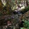 Marie Creek, named for early 20th century south fork resident Marie Lamb, where it crosses trail.