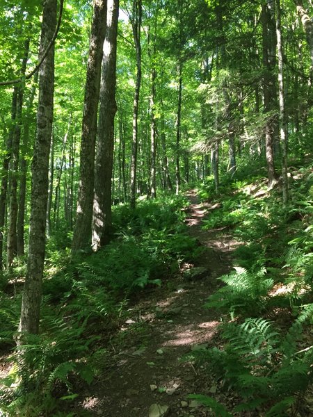 Moderate climb from the easy flats of the Rail Trail into the Bullet Hole Spur.