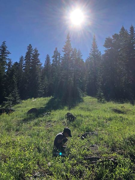 Observing cicadas in the afternoon