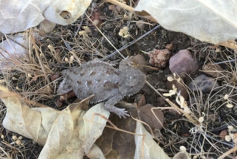 Here's one of the little fat lizards.  They're cute!  I've seen'em a bit bigger than this one.