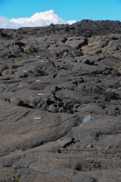 The rockier the volcanic terrain the more frequent the blazes. Here the GRR2's white and red blazes clearly guide hikers along the safest route.