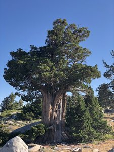 A beautiful old tree at the top of the ridge