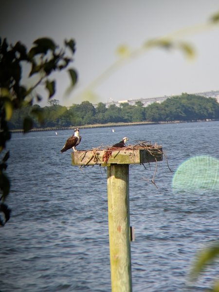 Osprey nest site in Whitehall Bay