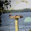 Osprey nest site in Whitehall Bay