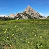 Fields of flowers below Sass de Stria.