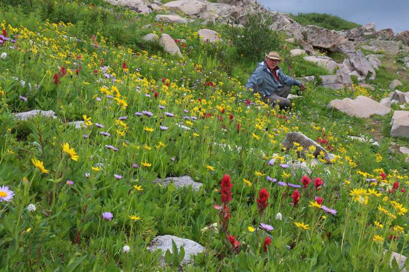 American Lakes has spectacular wildflower displays in mid-July.