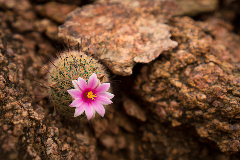 Mammillaria Grahamii - Arizona Fishhook Cactus