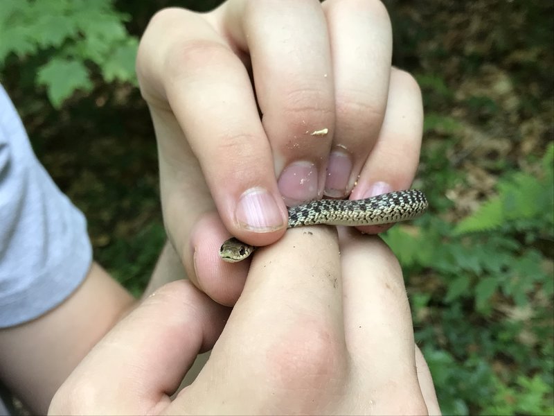 Friendly wildlife on trail