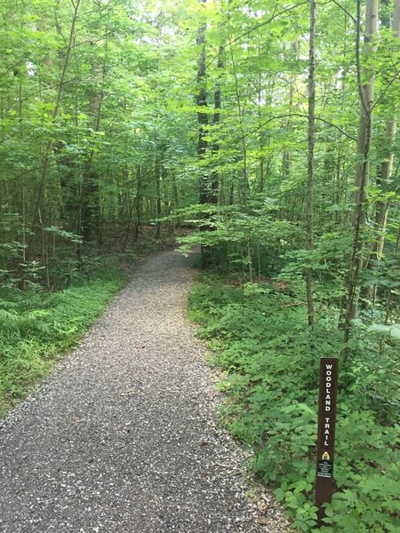 Clearly marked trail, some of it very well groomed.  Other parts rutted with roots.