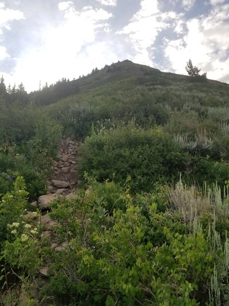 Heading up the ridge on trail.