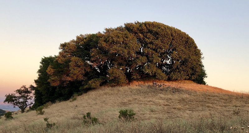 Flagged tree on ridge top at sun set.