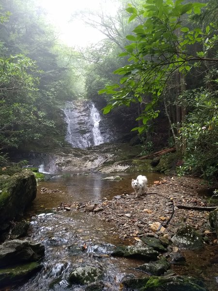 Getting my paws wet at Bubbling Spring Fall #1. A great place to play and get wet.