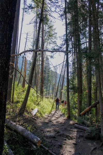 Scorched forest at the beginning of the trail