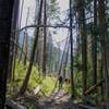 Scorched forest at the beginning of the trail