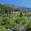 Verdant summer on Pine Creek