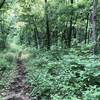 A section of the outer and upper loops. Needs to be mowed again but even so the trail is well blazed and in good condition to run/hike.