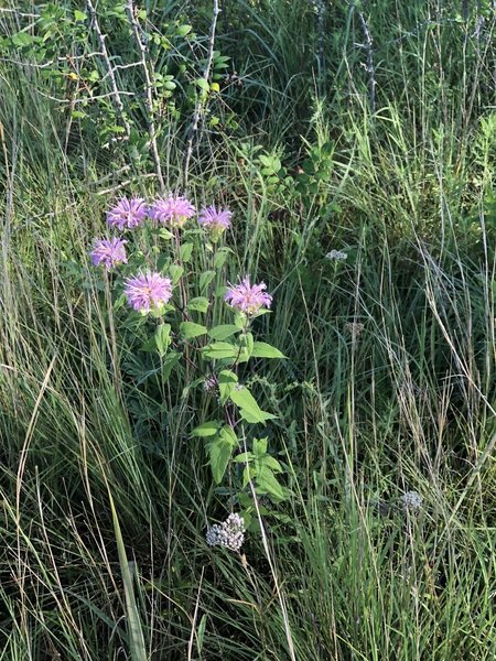 Wildflowers