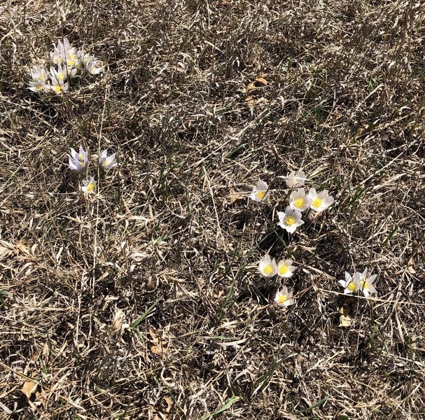 Spring wildflowers